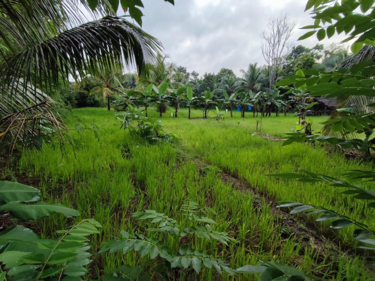 Sigiri Sandilu Homestay Sigiriya Buitenkant foto