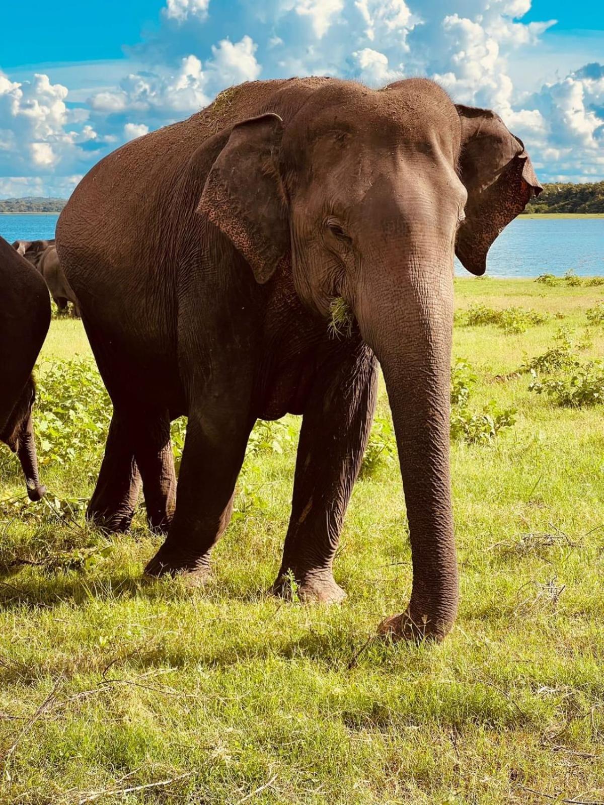 Sigiri Sandilu Homestay Sigiriya Buitenkant foto